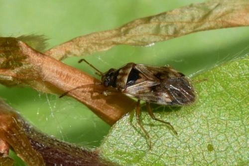 Réf. 280 475 : Hyalochilus ovatulus